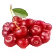 Acerola Cherry