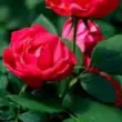 Double Red Rose (Blend)